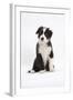 Border Collie Puppy Sitting-Mark Taylor-Framed Premium Photographic Print