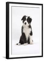 Border Collie Puppy Sitting-Mark Taylor-Framed Premium Photographic Print