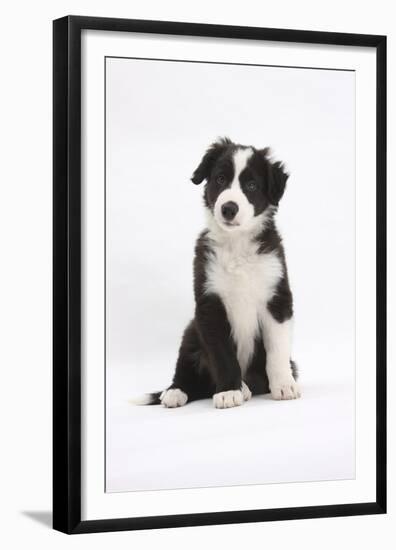 Border Collie Puppy Sitting-Mark Taylor-Framed Premium Photographic Print