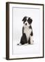 Border Collie Puppy Sitting-Mark Taylor-Framed Premium Photographic Print