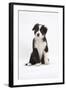 Border Collie Puppy Sitting-Mark Taylor-Framed Premium Photographic Print