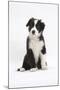 Border Collie Puppy Sitting-Mark Taylor-Mounted Premium Photographic Print