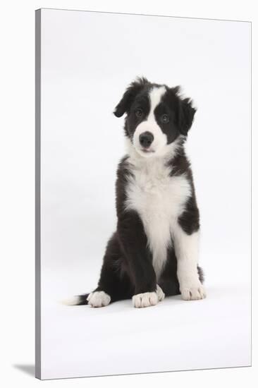 Border Collie Puppy Sitting-Mark Taylor-Stretched Canvas
