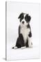 Border Collie Puppy Sitting-Mark Taylor-Stretched Canvas