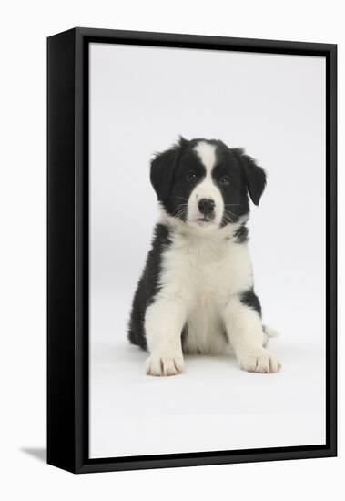 Border Collie Puppy Sitting-Mark Taylor-Framed Stretched Canvas