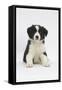 Border Collie Puppy Sitting-Mark Taylor-Framed Stretched Canvas
