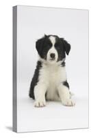 Border Collie Puppy Sitting-Mark Taylor-Stretched Canvas