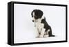 Border Collie Puppy Sitting-Mark Taylor-Framed Stretched Canvas