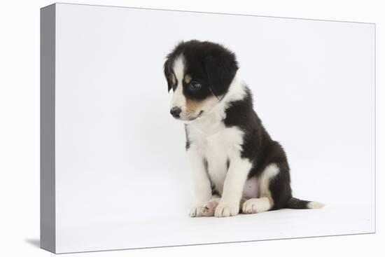 Border Collie Puppy Sitting-Mark Taylor-Stretched Canvas