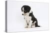 Border Collie Puppy Sitting-Mark Taylor-Stretched Canvas