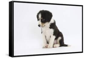 Border Collie Puppy Sitting-Mark Taylor-Framed Stretched Canvas