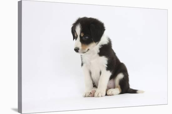 Border Collie Puppy Sitting-Mark Taylor-Stretched Canvas