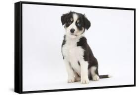 Border Collie Puppy Sitting-Mark Taylor-Framed Stretched Canvas