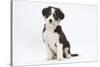 Border Collie Puppy Sitting-Mark Taylor-Stretched Canvas