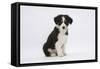 Border Collie Puppy Sitting-Mark Taylor-Framed Stretched Canvas