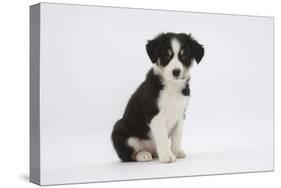 Border Collie Puppy Sitting-Mark Taylor-Stretched Canvas