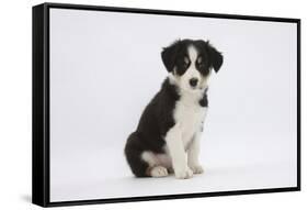 Border Collie Puppy Sitting-Mark Taylor-Framed Stretched Canvas