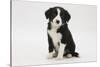 Border Collie Puppy Sitting-Mark Taylor-Stretched Canvas