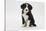 Border Collie Puppy Sitting-Mark Taylor-Stretched Canvas