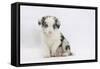 Border Collie Puppy Sitting-Mark Taylor-Framed Stretched Canvas