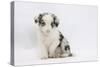 Border Collie Puppy Sitting-Mark Taylor-Stretched Canvas