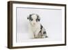 Border Collie Puppy Sitting-Mark Taylor-Framed Photographic Print