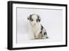 Border Collie Puppy Sitting-Mark Taylor-Framed Photographic Print