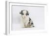 Border Collie Puppy Sitting-Mark Taylor-Framed Photographic Print