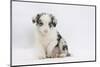 Border Collie Puppy Sitting-Mark Taylor-Mounted Photographic Print