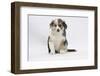 Border Collie Puppy Sitting-Mark Taylor-Framed Photographic Print