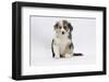 Border Collie Puppy Sitting-Mark Taylor-Framed Photographic Print