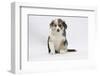 Border Collie Puppy Sitting-Mark Taylor-Framed Photographic Print