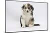 Border Collie Puppy Sitting-Mark Taylor-Mounted Photographic Print