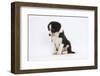 Border Collie Puppy Sitting-Mark Taylor-Framed Photographic Print