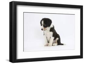 Border Collie Puppy Sitting-Mark Taylor-Framed Photographic Print