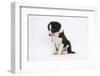 Border Collie Puppy Sitting-Mark Taylor-Framed Photographic Print