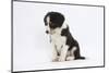 Border Collie Puppy Sitting-Mark Taylor-Mounted Photographic Print