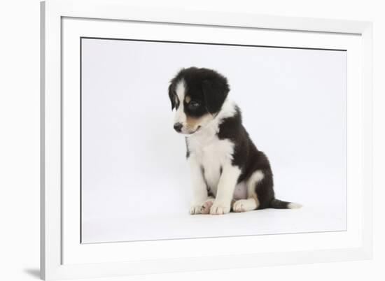 Border Collie Puppy Sitting-Mark Taylor-Framed Photographic Print