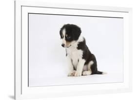 Border Collie Puppy Sitting-Mark Taylor-Framed Photographic Print