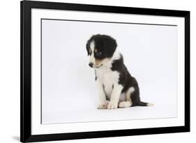 Border Collie Puppy Sitting-Mark Taylor-Framed Photographic Print