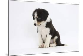 Border Collie Puppy Sitting-Mark Taylor-Mounted Photographic Print