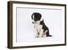 Border Collie Puppy Sitting-Mark Taylor-Framed Photographic Print