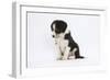 Border Collie Puppy Sitting-Mark Taylor-Framed Photographic Print