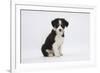 Border Collie Puppy Sitting-Mark Taylor-Framed Photographic Print