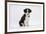 Border Collie Puppy Sitting-Mark Taylor-Framed Photographic Print