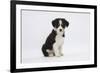 Border Collie Puppy Sitting-Mark Taylor-Framed Photographic Print