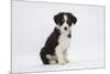 Border Collie Puppy Sitting-Mark Taylor-Mounted Photographic Print