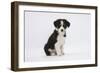 Border Collie Puppy Sitting-Mark Taylor-Framed Photographic Print