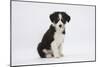 Border Collie Puppy Sitting-Mark Taylor-Mounted Photographic Print