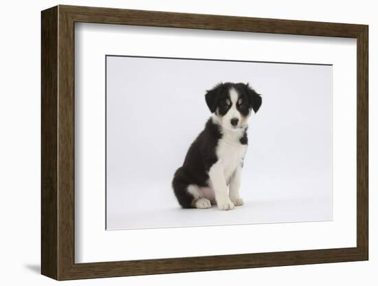 Border Collie Puppy Sitting-Mark Taylor-Framed Photographic Print